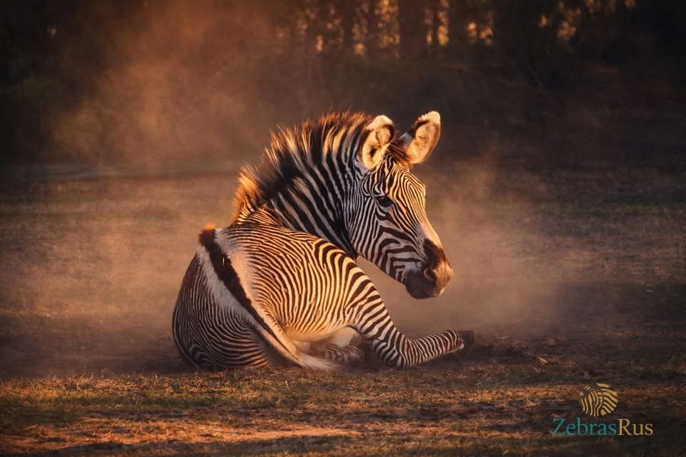 Zebra mother and foal